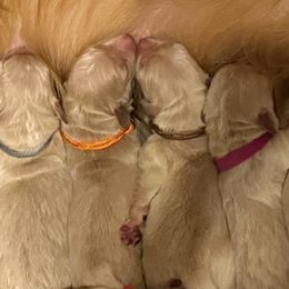 Miss Orange - Golden female Golden Retriever puppy in Havana, Florida from Golden Gems