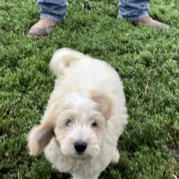 Zeus - Cream male Assorted Doodle Crosses puppy in Moulton, Iowa from Shondel Puppy Paws