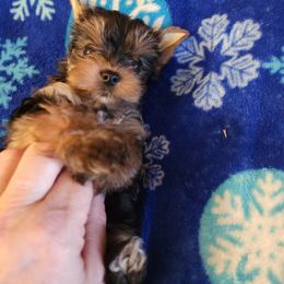 Yorkshire Terrier Puppies from Little Yorkie World Texas