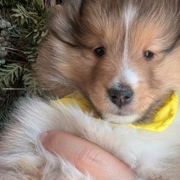 Shetland Sheepdogs from Renegade Winds