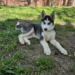River - Black and white male Siberian Husky puppy in Nashville, Tennessee from Love My Paws