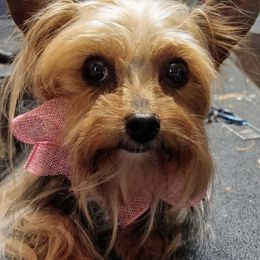 Sophie - Yorkshire Terrier