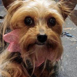 Sophie - Yorkshire Terrier