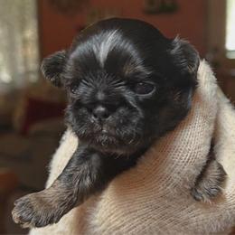 Waffles - Black and tan male Shih Tzu puppy in Nekoosa, Wisconsin from Brox Acres House of Fur LLC