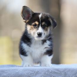 Apollo - Black and tan male Pembroke Welsh Corgi puppy in Terrell, Texas from Lily's Pembroke Welsh Corgis