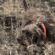 Pudelpointers from Deschutes Pudelpointer