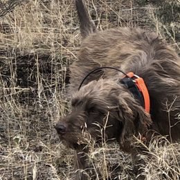 Pudelpointers from Deschutes Pudelpointer