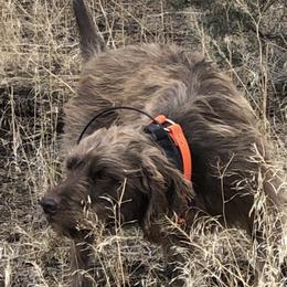 Pudelpointers from Deschutes Pudelpointer