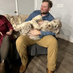 Rhodie - Golden Mountain Doodle