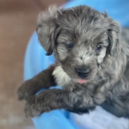 Aussiedoodles from Steen Ranch Doodles
