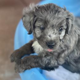 Aussiedoodles from Steen Ranch Doodles