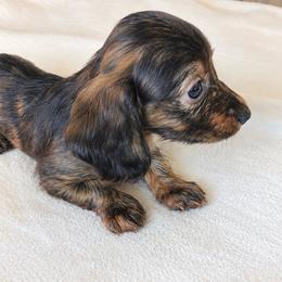 Marino (dark brindle) - Brindle male Dachshund puppy in Sebring, Florida from Mini Weenies