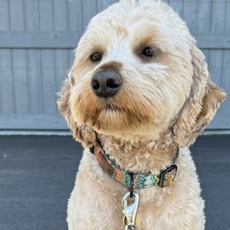 Rudy - Goldendoodle