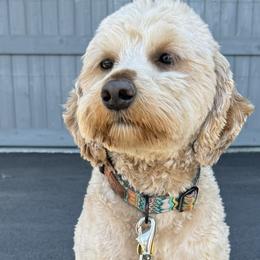 Rudy - Goldendoodle