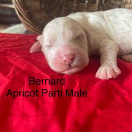 Bernard (Chester) - Parti male Labradoodle puppy in Murray, Utah from Swann's Kennels