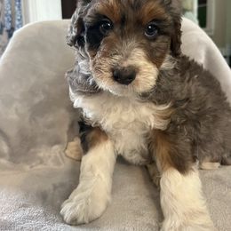 Moose - Blue merle male Aussiedoodle puppy in Lowville, New York from Adirondack Labradoodles