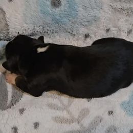 Australian Shepherd Puppies from Nicole Brinton