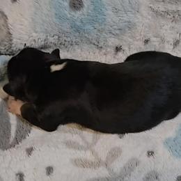 Australian Shepherd Puppies from Nicole Brinton