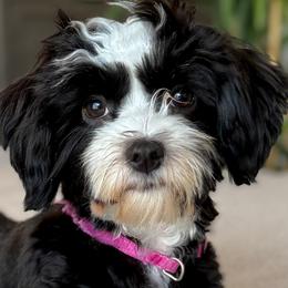 Ellie - Havanese
