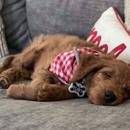 Goldendoodle Puppies from Rustic Road Doodles