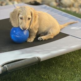 Dachshund Puppies from Delta Dachshunds
