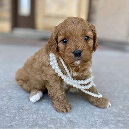 Bernedoodle and Cavapoo Puppies from Sugar Doodles Pups
