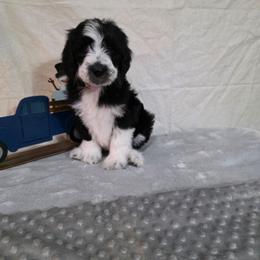 Champagne - Black and white female Sheepadoodle puppy in Weatherford, Texas from Oodles of poodles and doodles