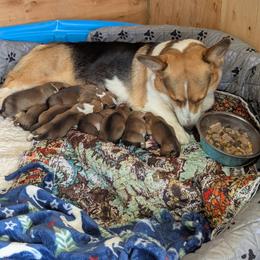 Baby boy 2 - White and fawn male Pembroke Welsh Corgi puppy in Orange, Virginia from CL&L Corgi's