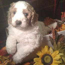 Bernedoodles from Abberdoodles bernedoodles