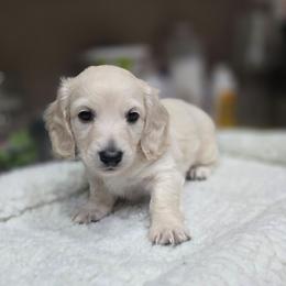 Moses - Cream male Dachshund puppy in Oklahoma City, Oklahoma from OkieDoxieland Dachshunds