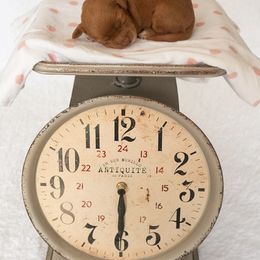 Australian Labradoodle Puppies from Integrity Labradoodles