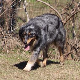 Molli - Blue merle female Australian Shepherd puppy in Laurel, Mississippi from Reeves Australian Shepherds