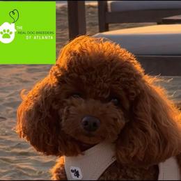 AKC Championship bloodline - Poodle