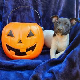 Magic - Black and white female Rat Terrier puppy in Booneville, Mississippi from Emerald Rat Terriers
