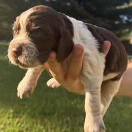 Paulie - Liver white and roan male English Springer Spaniel puppy in Stephens City, Virginia from Legendary Springers