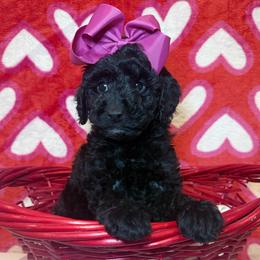 Valentina - Black female Poodle puppy in Buffalo, Illinois from Pear Tree Pups