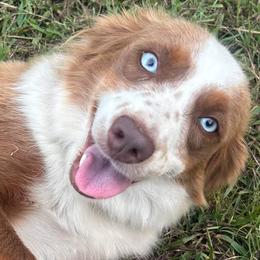 Loretta - Australian Shepherd