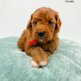 Skittles - Red  female Goldendoodle puppy in Sunman, Indiana from Brunsman Country Doodles LLC