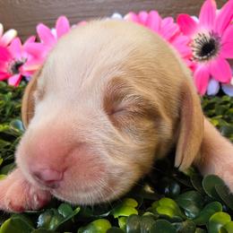 Lemon and White Male 1 - Lemon and white male Beagle puppy in Spring Branch, Texas from Lost Trail Kennels
