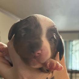 Scarlett - Dapple female Dachshund puppy in Harrison, Arkansas from Pyatts Doxies