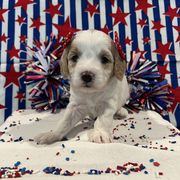 "Salsa!" Australian Labradoodle, Cavachon, and Cavapoo Puppies from Bark & Bramble
