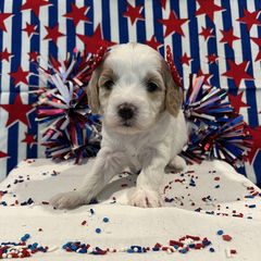 "Salsa!" Australian Labradoodle, Cavachon, and Cavapoo Puppies from Bark & Bramble