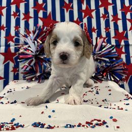 "Salsa!" Australian Labradoodle, Cavachon, and Cavapoo Puppies from Bark & Bramble