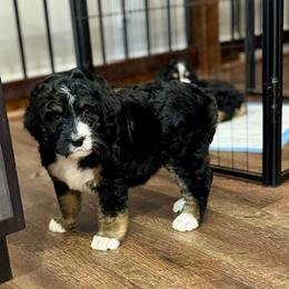 Aussiedoodle Puppies from Little Hawcreek Doodles