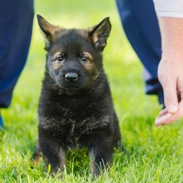 German Shepherd Puppies from Faoladh German Shepherds