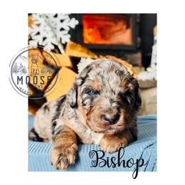 Bishop - Merle female Bernedoodle puppy in Belleville, Michigan from Moose Tracks Bernedoodles