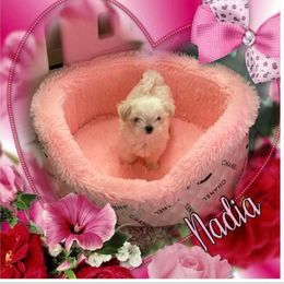 Maltese Puppies from Alpine Meadow Maltese