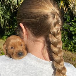 Ginger - Red  female Goldendoodle puppy in De Bary, Florida from Lena’s “Christmas Cookies”