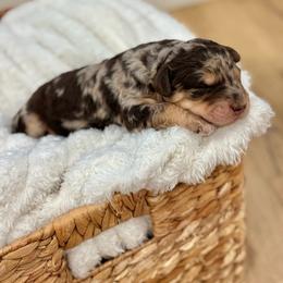 Oakley - Chocolate merle female Bernedoodle puppy in Austin, Texas from Doodles of Central Texas