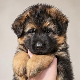 Orange girl - Black and red female German Shepherd puppy in Johnstown, Ohio from Vom Haus Neufus
